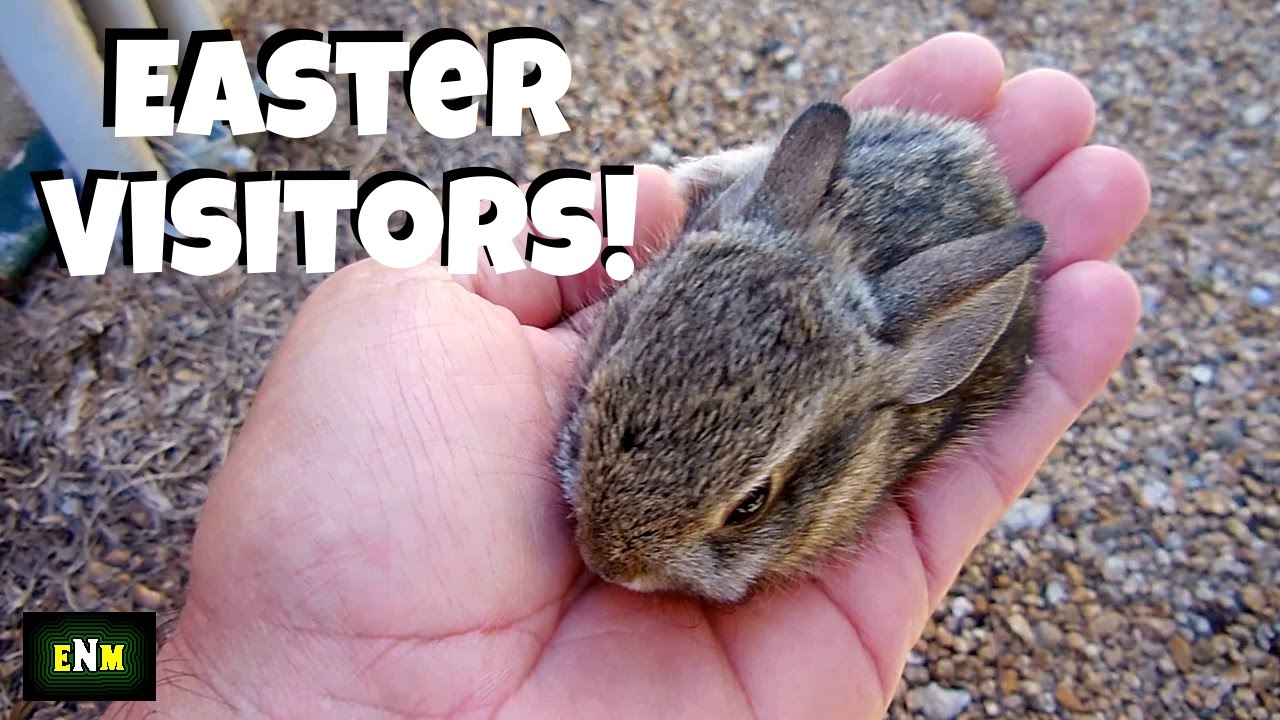 World's Smallest Rabbits?