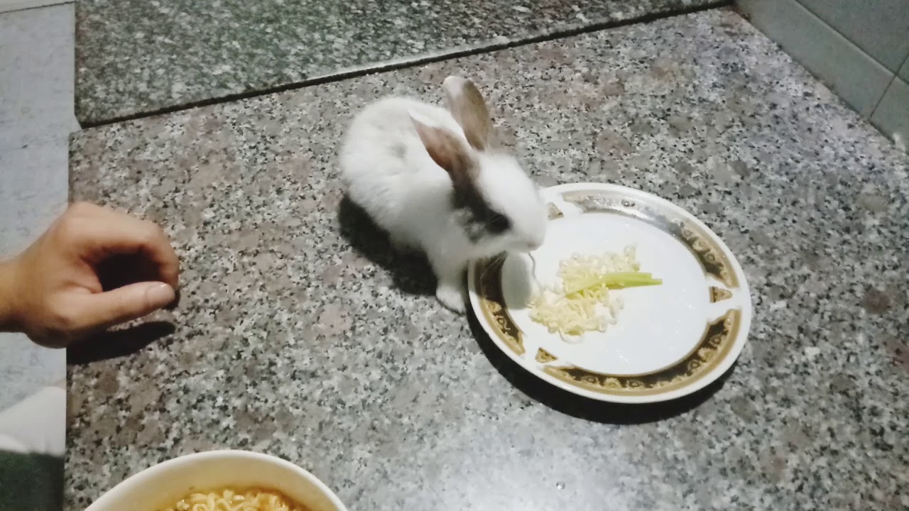 Rabbit smart, Kiki baby rabbits eat spicy noodles, thỏ con ăn mì cay | Rabbit Baby KiKi