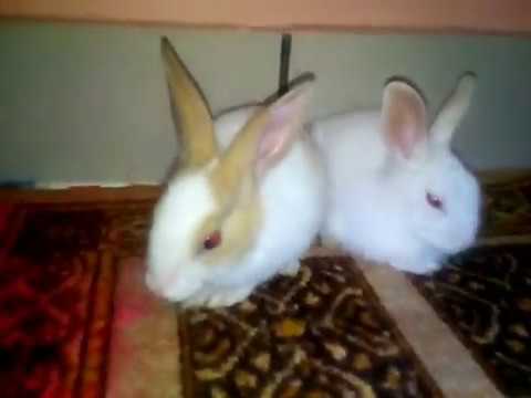 Rabbits  are the cutest pets ...