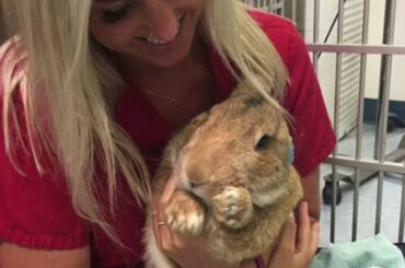 August Animal Rescue Story - Peter Rabbit