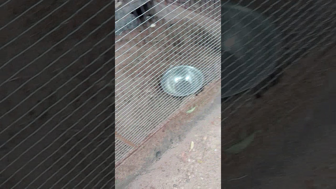Cute rabbit and birds locked