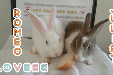 RABBİT EATS BREAD - RABBİTS ROMEO AND JULİET