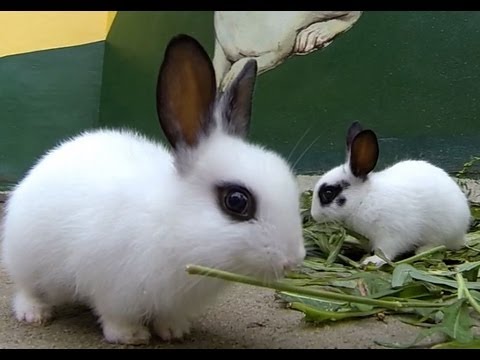 Cute Bunny - GoPro
