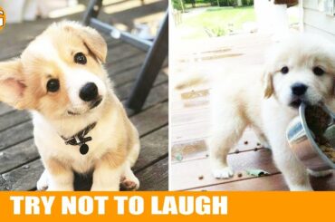 Baby Dogs Cute and Funny Dog Videos Compilation 2019