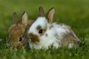 so cute rabbit funny video funny boy