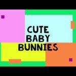 Baby Bunnies 1