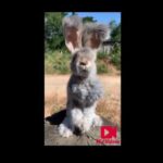 Cute Bunny Video