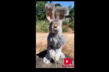 Cute Bunny Video