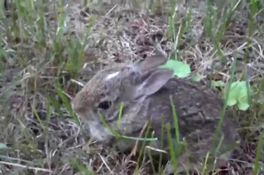 Wild Mama Rabbit with Baby Bunny In My Backyard