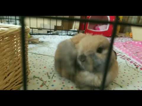 Cute baby bunny scratches her ear