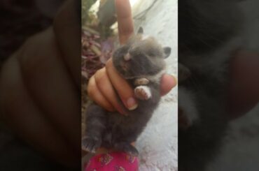 Cute baby bunny rabbit