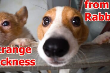 Cute corgies get strange sickness from rabbit !