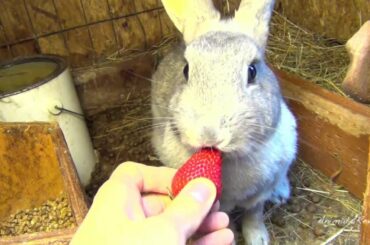 Gray bunny rabbit eating strawberry