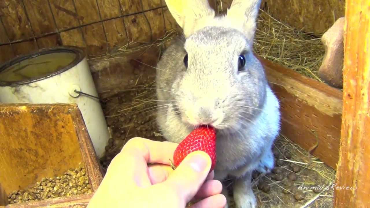 Gray bunny rabbit eating strawberry