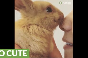 Baby bunny rabbit gives owner lots of kisses
