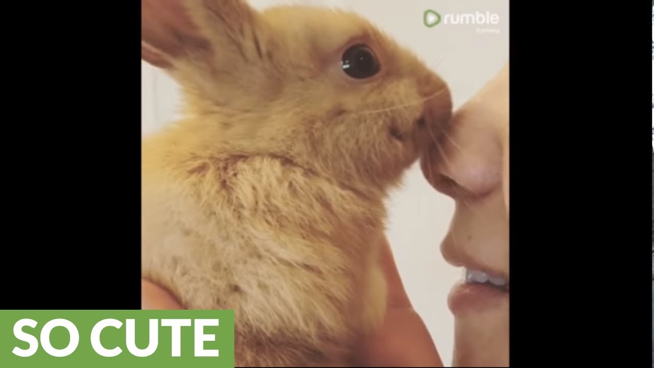 Baby bunny rabbit gives owner lots of kisses