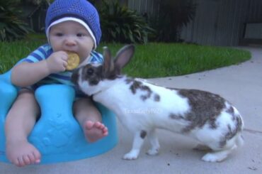 BUNNY RABBIT STEALS CRACKER FROM A BABY #GIF | TexasGirly1979