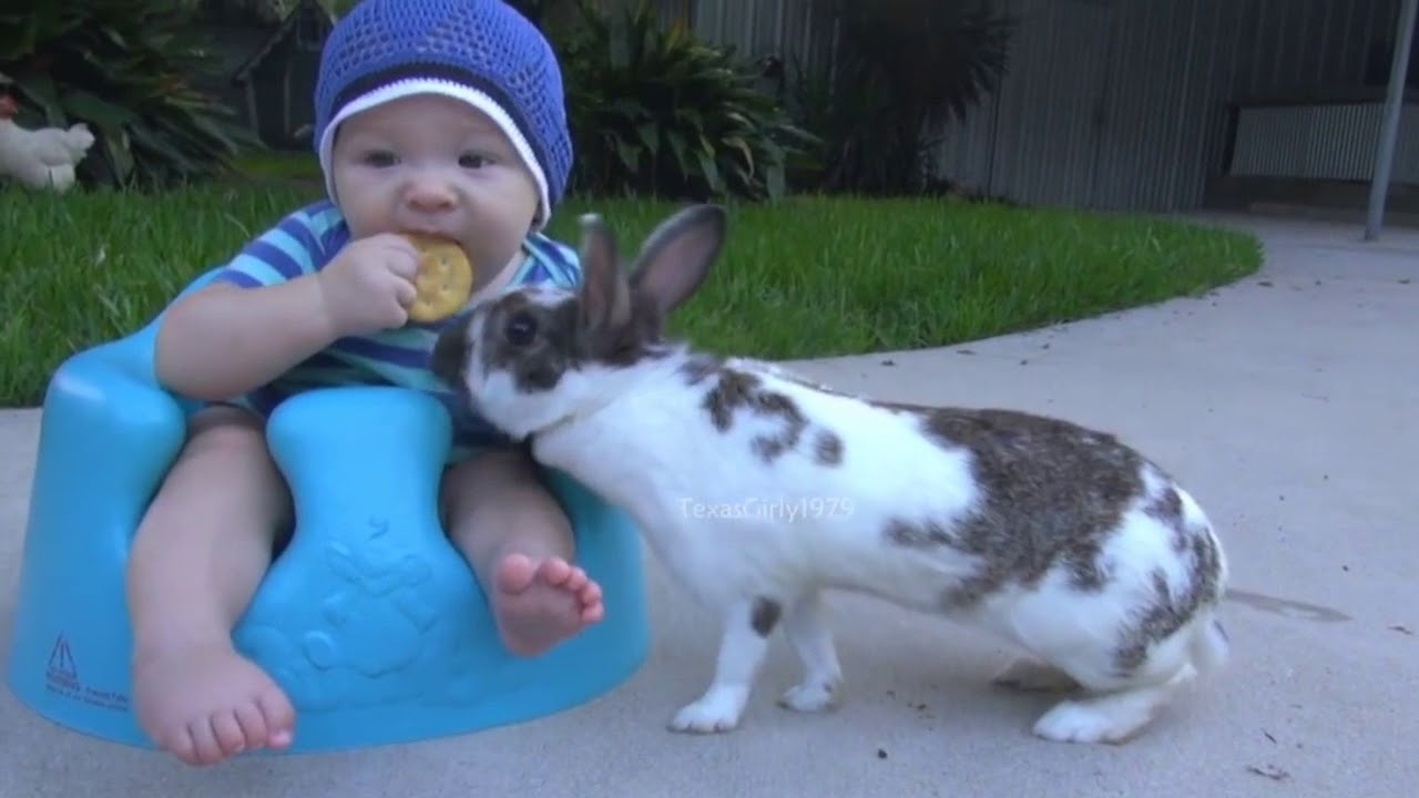 BUNNY RABBIT STEALS CRACKER FROM A BABY #GIF | TexasGirly1979
