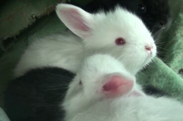 Cute Rabbit Bunnies Playing