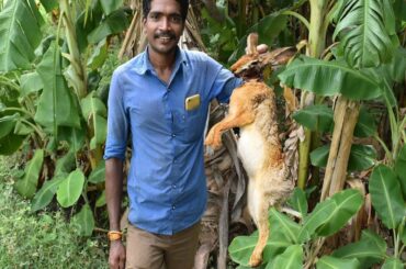 Rabbit  Simple fry Crispy Testy village food- i v food