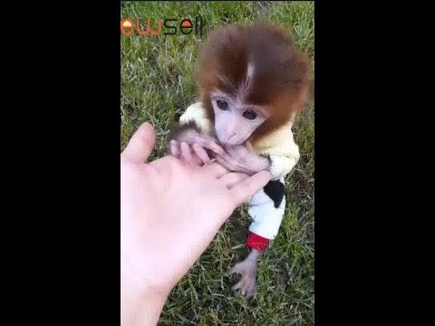 The little brother takes the baby monkey to visit the kindergarten