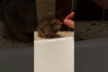 Tu Tu Bunny tries eating peach for the first time