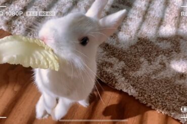 [Bunny VLOG] The cutest bunny🐇 #ASMR
