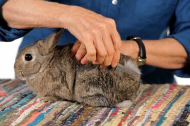 Do Rabbits Shed? | Pet Rabbits