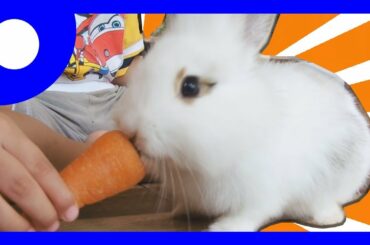 Kelinci Makan Wortel Feeding Carrot Cute Pet Baby Rabbit Bunny Kids Video | Satria Fun n Play