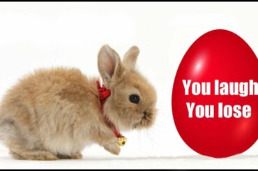 Try not to laugh or smile | Funny Bunny | 2018 ( Easter edition )