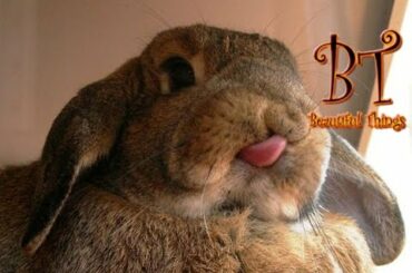 Cute Bunnies - Compilation