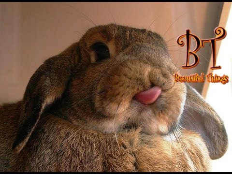 Cute Bunnies - Compilation