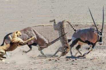 Mother Power So Strong! Mother Gemsbok Save Her Baby From Cheetah, Rabbit vs Predator