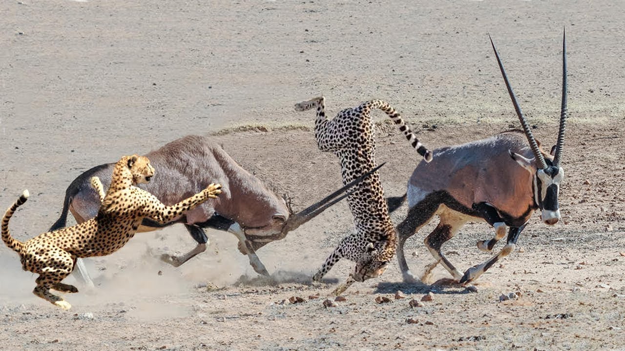 Mother Power So Strong! Mother Gemsbok Save Her Baby From Cheetah, Rabbit vs Predator