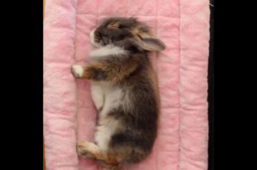 Lily flops compilation! Bunny rabbit flops! funny and cute