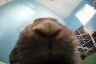 Cute Bunny! Chew, Chew, Chew