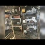 Gilbert rabbit breeder blasts Arizona Humane Society for seizing 166 rabbits