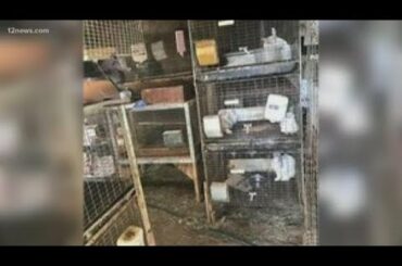 Gilbert rabbit breeder blasts Arizona Humane Society for seizing 166 rabbits