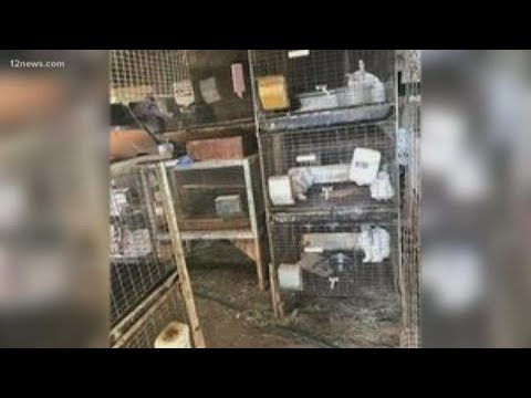 Gilbert rabbit breeder blasts Arizona Humane Society for seizing 166 rabbits