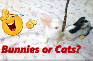 My Cute Bunny Rabbit Playing | My Pet Bunny Rabbits | خرگوش