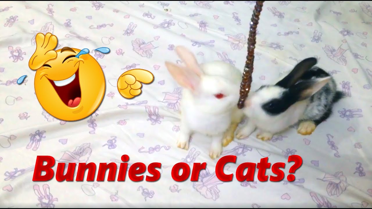 My Cute Bunny Rabbit Playing | My Pet Bunny Rabbits | خرگوش