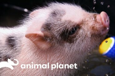 These Adorably Unique Baby Pets Play Together! | Too Cute!