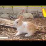 New Cute Bunny Video - 2016