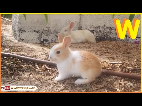 New Cute Bunny Video - 2016