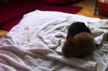 Super Cute Bunny Binkying