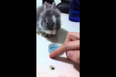 Cutest sneezing bunny ever!
