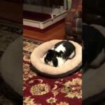 Cute bunny fights with bed