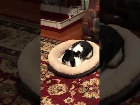 Cute bunny fights with bed