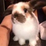 Cute Bunny Slideshow and Other Stuff!