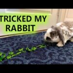 Rabbit follows trail of food and tricked to be cuddled | Adorable | ASMR